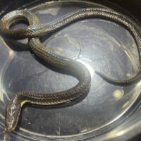 サンビームヘビ　（約６０cm）