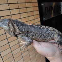 バナナスパイニーテールイグアナ　（約70cm）　メス