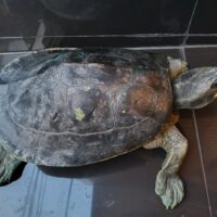 ニシキセタカガメ（甲長約３３cm）登録番号（230-002001号）メス