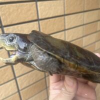 シウイオオアタマガメ　（甲長約１３cm）　登録番号230-001121号　メス