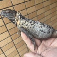 ブルーペクティナータトゲオイグアナ（約６０ｃｍ）個体A
