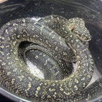 ダイヤモンドパイソン　（約１７０cm）　オス