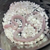 コーンスネーク　（ブリザード）　２２CB