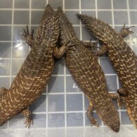 ストケスイワトカゲ　（フルアダルト）　トリオ