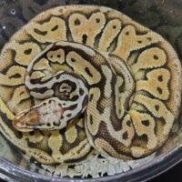 ボールパイソン　（スーパーパステルヘテロレッドアザン）約500g　メス