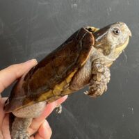 シウイオオアタマガメ（甲長約14cm）登録番号230-001122号　メス