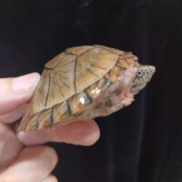 カブトニオイガメ（甲長約７cm）国内CB