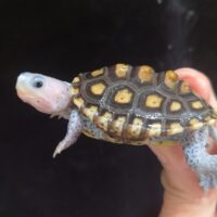 オルナータダイヤモンドバックテラピン（約5,5cm）ピンクヘッド　多甲板