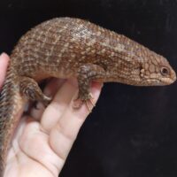 ストケスイワトカゲ　フルアダルト　繁殖経験あり