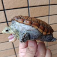 ハラガケガメ（甲長約8,5cm）CB メス　ジャイアントフォーム
