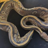 ボールパイソン（ブラックヘッドモハベ）　約1700g　メス