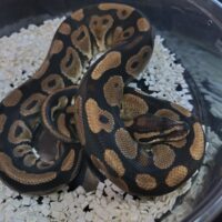 ボールパイソン　（FHイエローフレイム）yellow Flame 約500g　メス