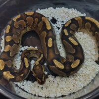 ボールパイソン　（Anchorイエローベリー） 600g　オス