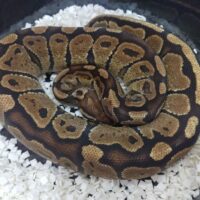 ボールパイソン　（Anchor） 450g 　CBメス