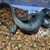 サルバトールモニター（メラニスティックhetアザン）約８５cm