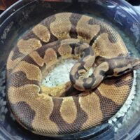 ボールパイソン　（ODエンチhetデザートゴースト）（MJ）約1100g　オス