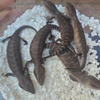 キタアオジタトカゲ（２３国内CB）