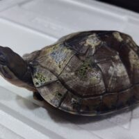 ベトナムミナミイシガメ（甲長約13cm）メス