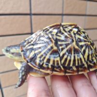 フロリダハコガメ（甲長約９cm）