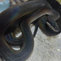 アルバーティスパイソン（キミカブラック）約１５０cmオス