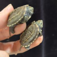 クサガメ（パイド×スーパーパステル）23CB