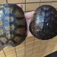 クリイロハコヨコクビガメ（甲長約10～12cm）