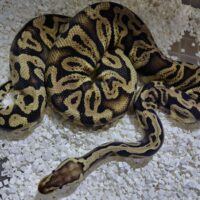 ボールパイソン（パステルGHI hetゴース）1200g　メス
