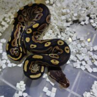 ボールパイソン（ブラックパステルhetクラウン）２３CB　オス