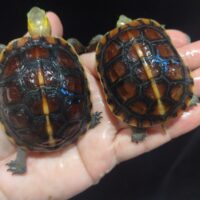 安徽省セマルハコガメ（甲長約６cm）22CB