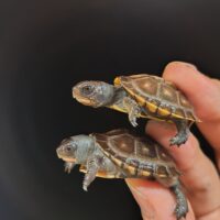 トウブハコガメ（２３CB）