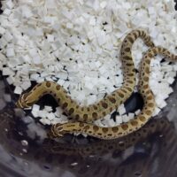 セイブシシバナヘビ（コンダ）２３CB　オス