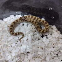 セイブシシバナヘビ（コンダ）２３CB　メス