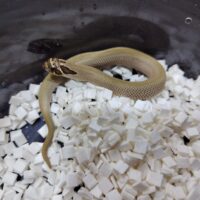 セイブシシバナヘビ（スーパーコンダ）２３CB