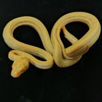 アルビノカーペットパイソン　（約６０cm）