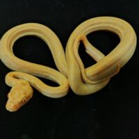 アルビノカーペットパイソン　（約６０cm）