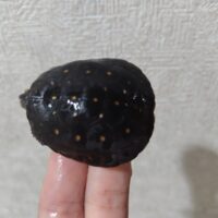 キボシイシガメ（甲長約5cm）