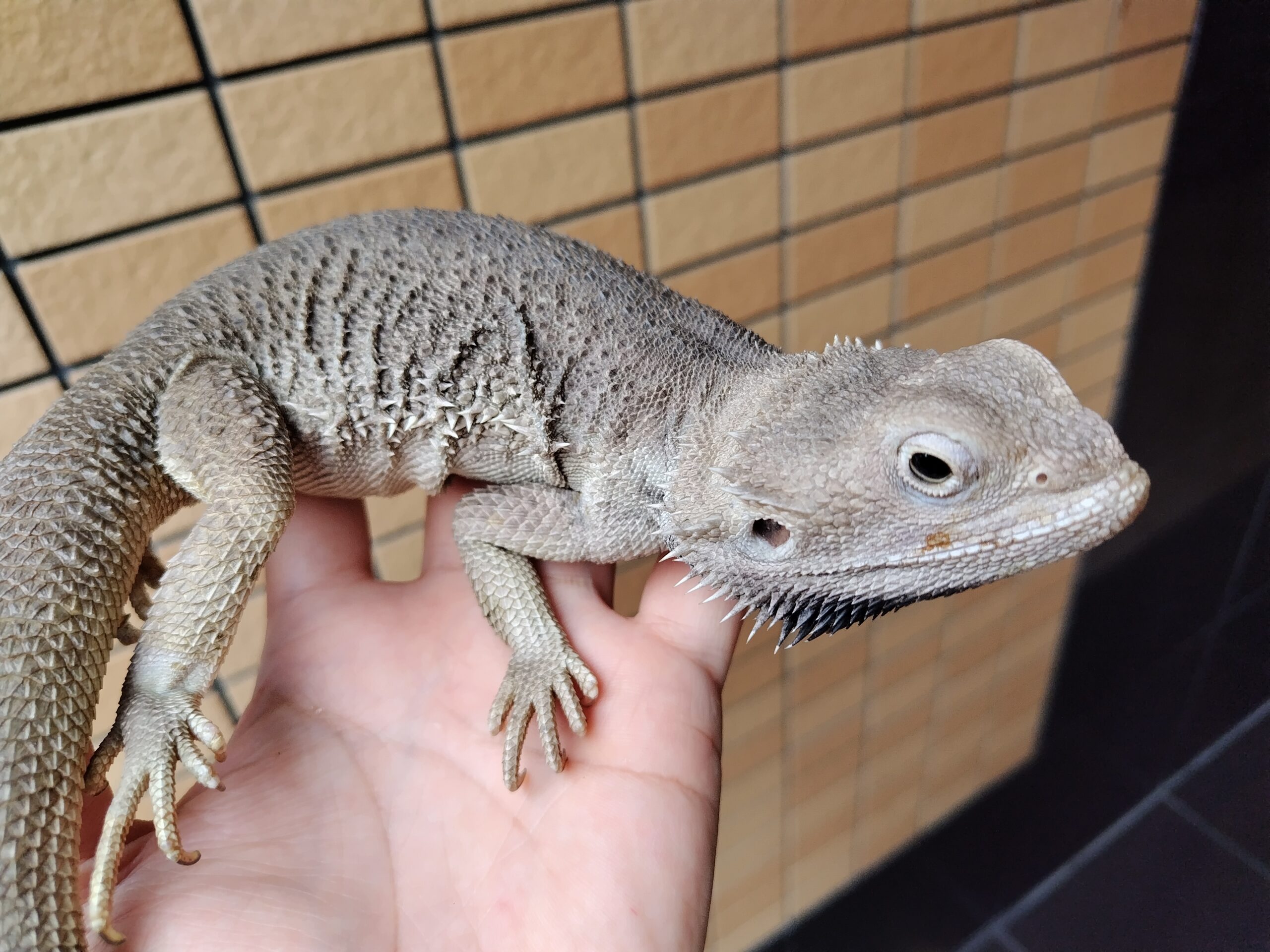 フトアゴヒゲトカゲ ブルーホワイト - あみぐるみ