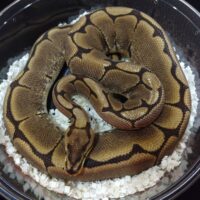 ボールパイソン（スパイダーイエローベリー）約１kgメス