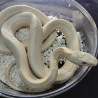 ブラックラットスネーク（アルビノラスティhetリューシ）約１５０cmメス