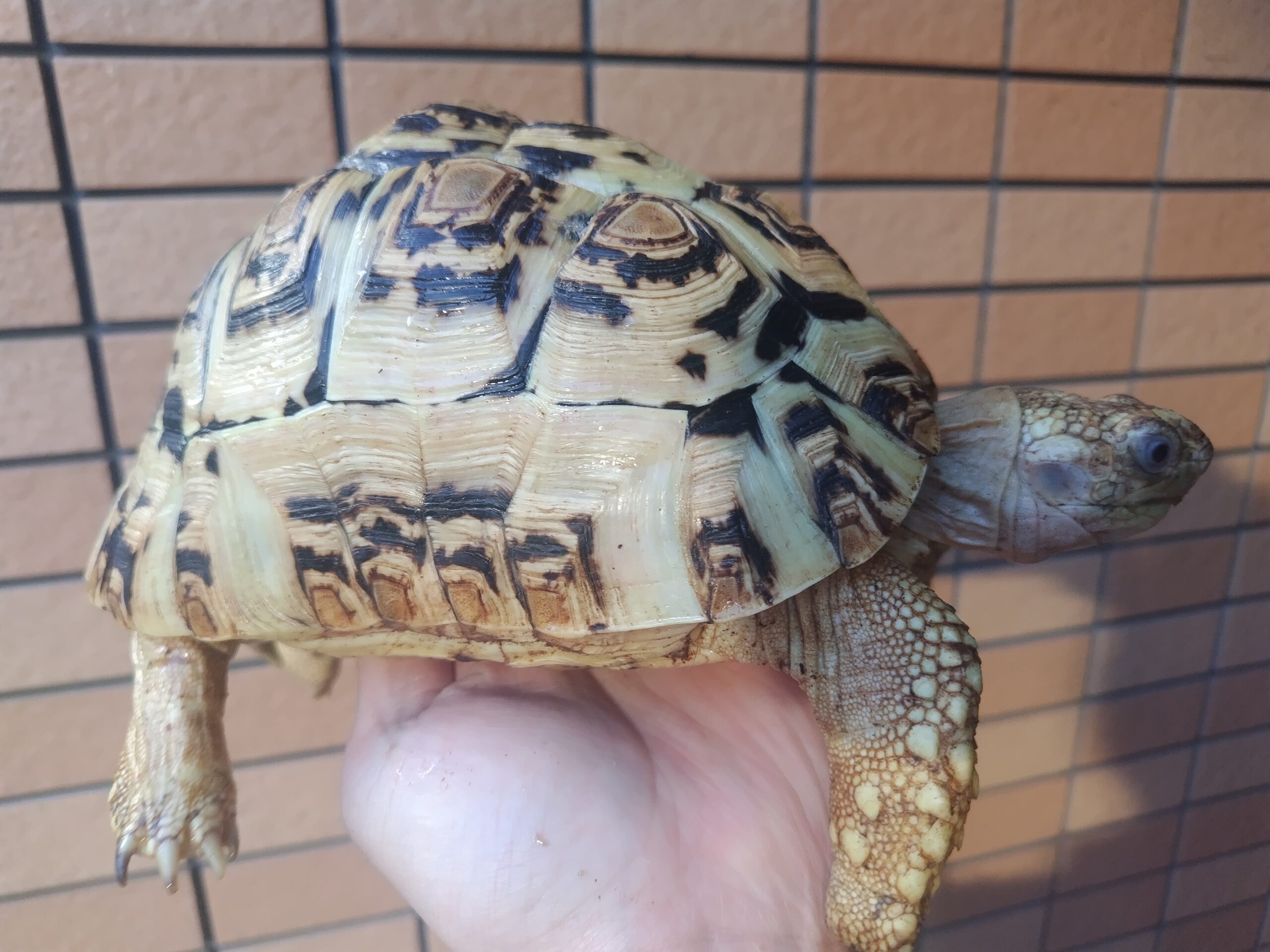 ヒョウモン陸亀 - 愛媛県のその他