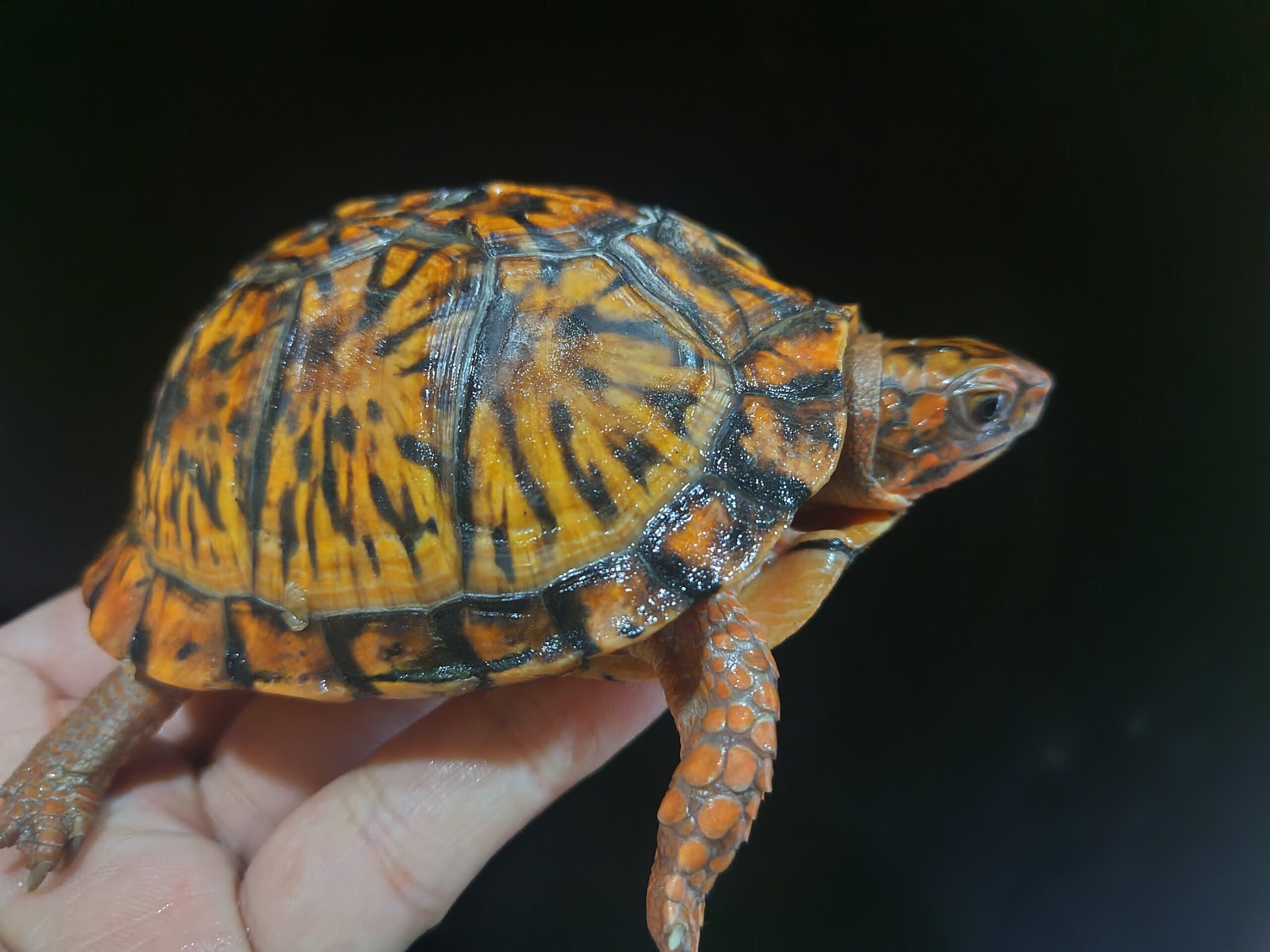 充実の品 トウブハコガメ骨格標本(甲羅)ブラック系 剥製 爬虫類