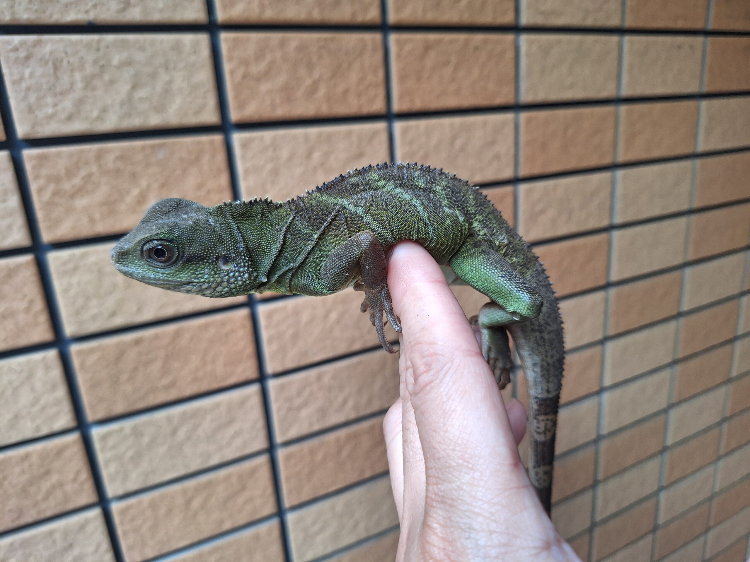 日本産】 木製ケージ 1800サイズ ゾウガメ ウォータードラゴン