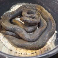 カラスヘビ（約100cm）メス