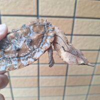 マタマタ（甲長約8cm）オリノコ