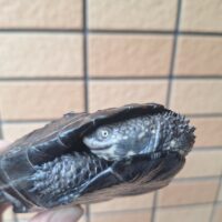 クロハラヘビクビガメ（甲長約10,5cm）（豆甲板多甲）