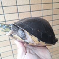 シャムハコガメ（甲長約19cm）メス