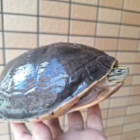 シャムハコガメ（甲長約20cm）メス