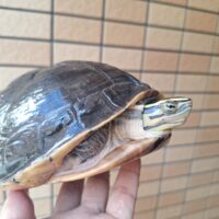 シャムハコガメ（甲長約20cm）メス