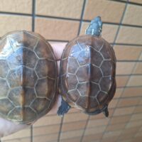 クサガメ（パステルhet虎紋）甲長約7,5～8,5cmペア