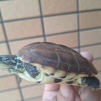 クサガメ（パステルhet虎紋）甲長約7,5～8,5cmペア